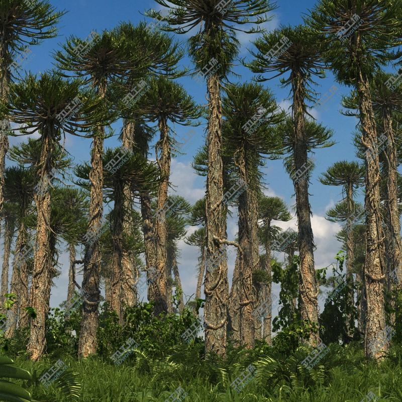 images/goods_img/2021040231/Prehistoric Conifer Trees Collection Arucaria/2.jpg